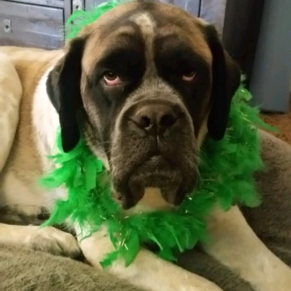 Meet your Posher, Dawn